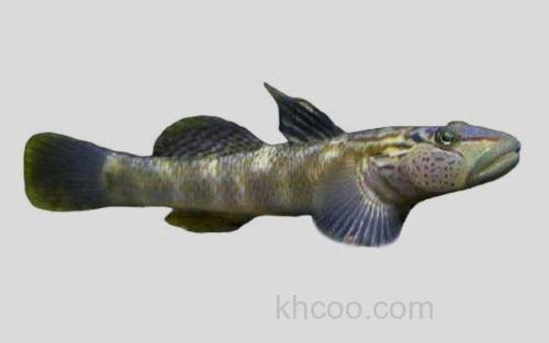 巴布亚沟鰕虎鱼_0