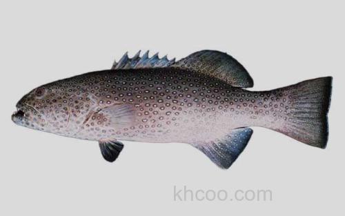 蓝点鳃棘鲈_0