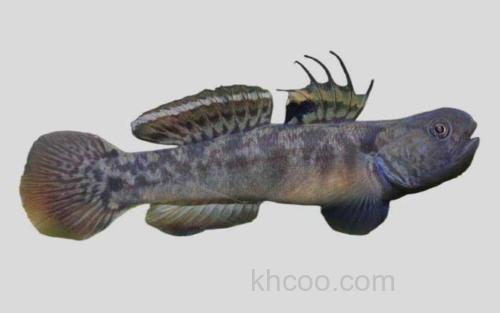 阿部氏鲻鰕虎鱼_0