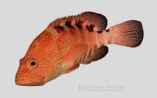 六斑九棘鲈_0