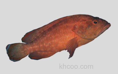 黑缘尾九棘鲈_0