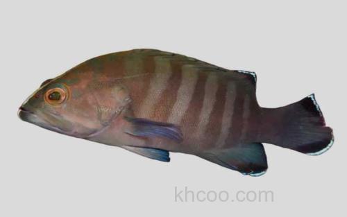 横纹九棘鲈_0