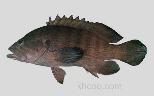 波伦氏九棘鲈_0