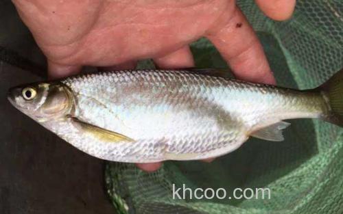白条鱼_0