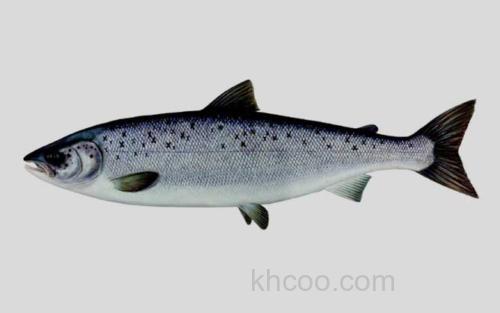 大西洋鲑_0