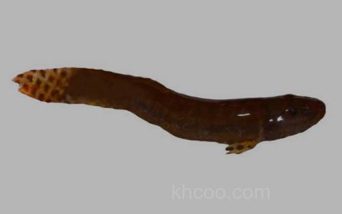 唐古拉高原鳅_0