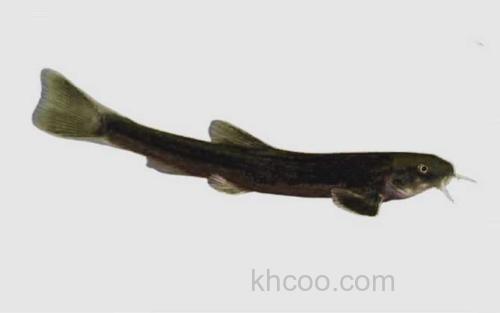 梭形高原鳅_0