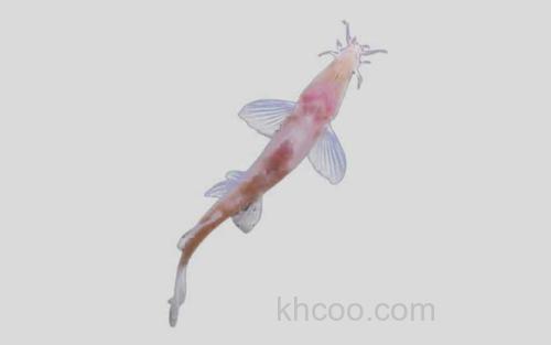 石林盲高原鳅_0