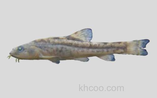 忽吉图高原鳅_0