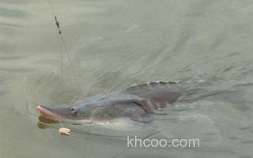 钓鲟鱼_3