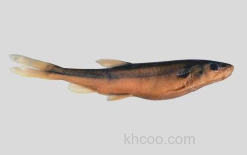 叶尔羌高原鳅_0