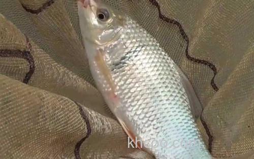 钓土鲮鱼_2