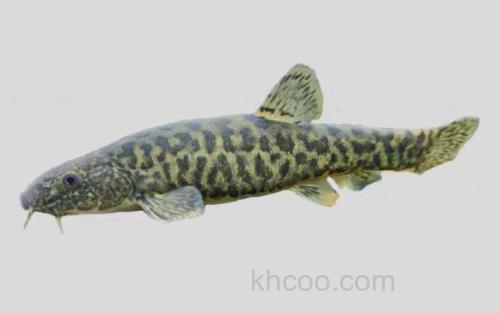 达里湖高原鳅_0