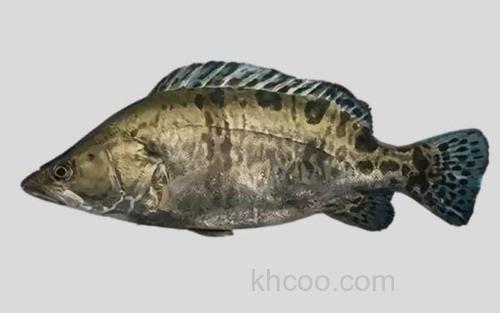 越南鳜_0