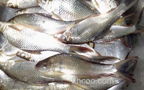 鲮鱼_3
