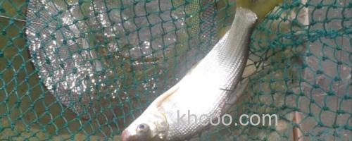 钓黄尾鱼_0