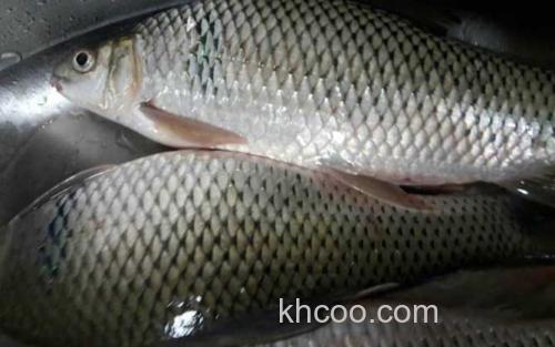 鲮鱼_3
