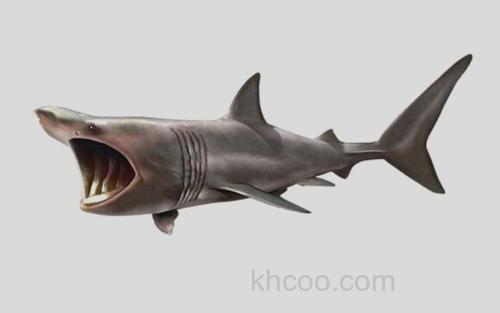 姥鲨_2