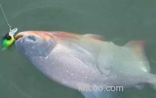淡水白鲳_1
