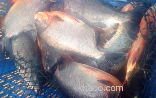 淡水白鲳_2