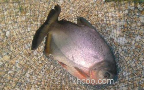 淡水白鲳_3