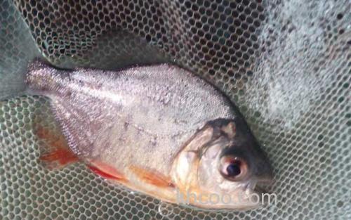 淡水白鲳_2