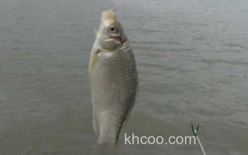 十二月份钓鱼_0