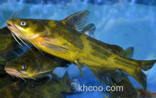 黄颡鱼_0
