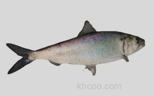 鲥_4