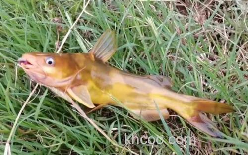 黄骨鱼_0