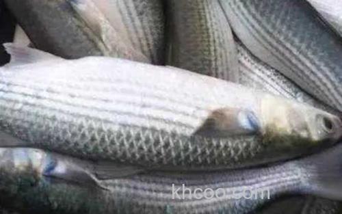 鲻鱼_1
