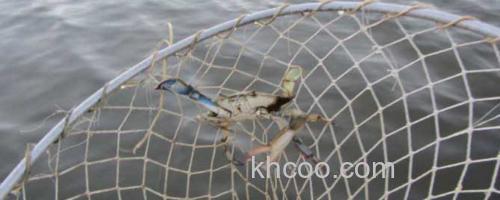 钓螃蟹_0