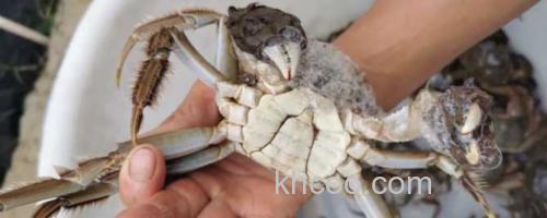 螃蟹_0