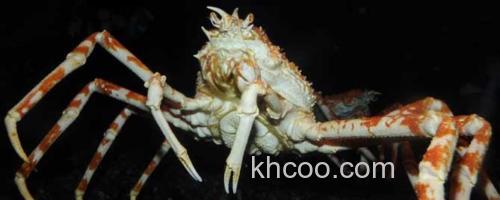 巨螯蟹_0