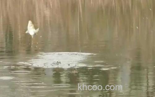 初冬水库钓鱼_1