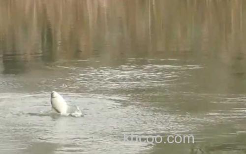 初冬水库钓鱼_2