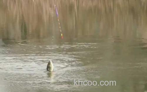 初冬水库钓鱼_4