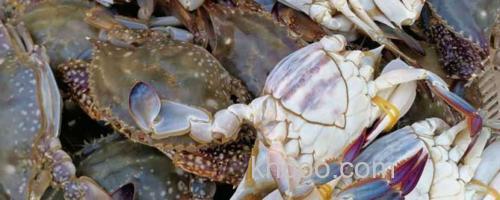梭子蟹_0