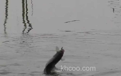 水库钓鱼_1