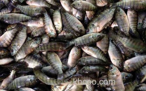罗非鱼苗_0