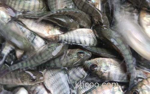 罗非鱼苗_1
