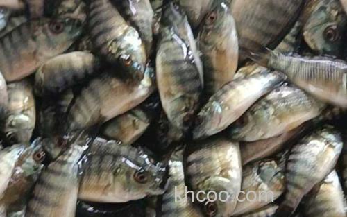 罗非鱼苗_3