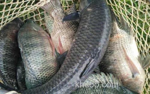 钓罗非鱼_3