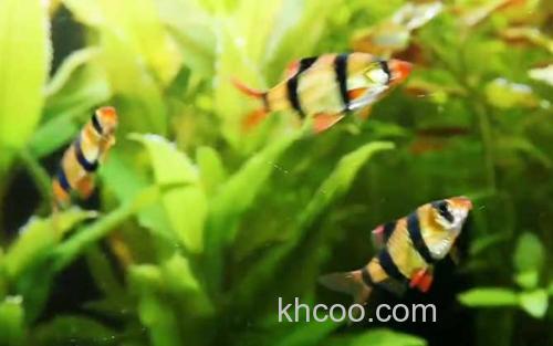 虎皮鱼_0