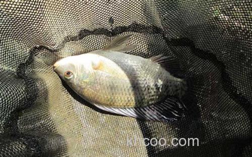 罗非鱼_3