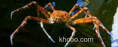 蜘蛛蟹_0