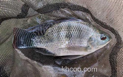罗非鱼_6