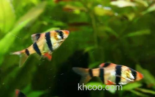 虎皮鱼_2