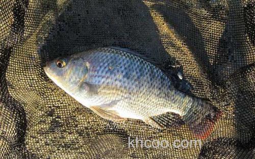 罗非鱼_2