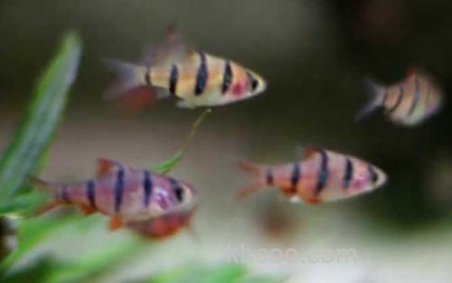 虎皮鱼_2